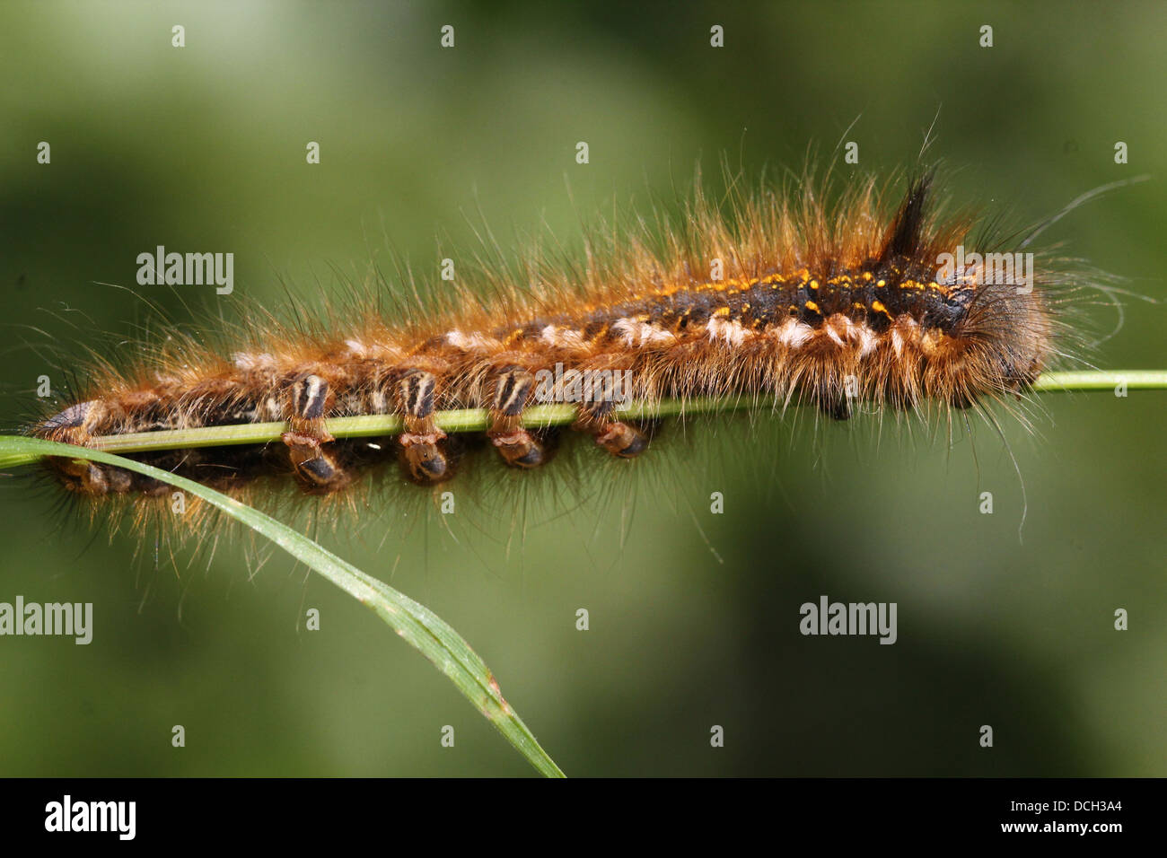 Close-up of the caterpillar of the Drinker Moth ( Euthrix potatoria) Stock Photo