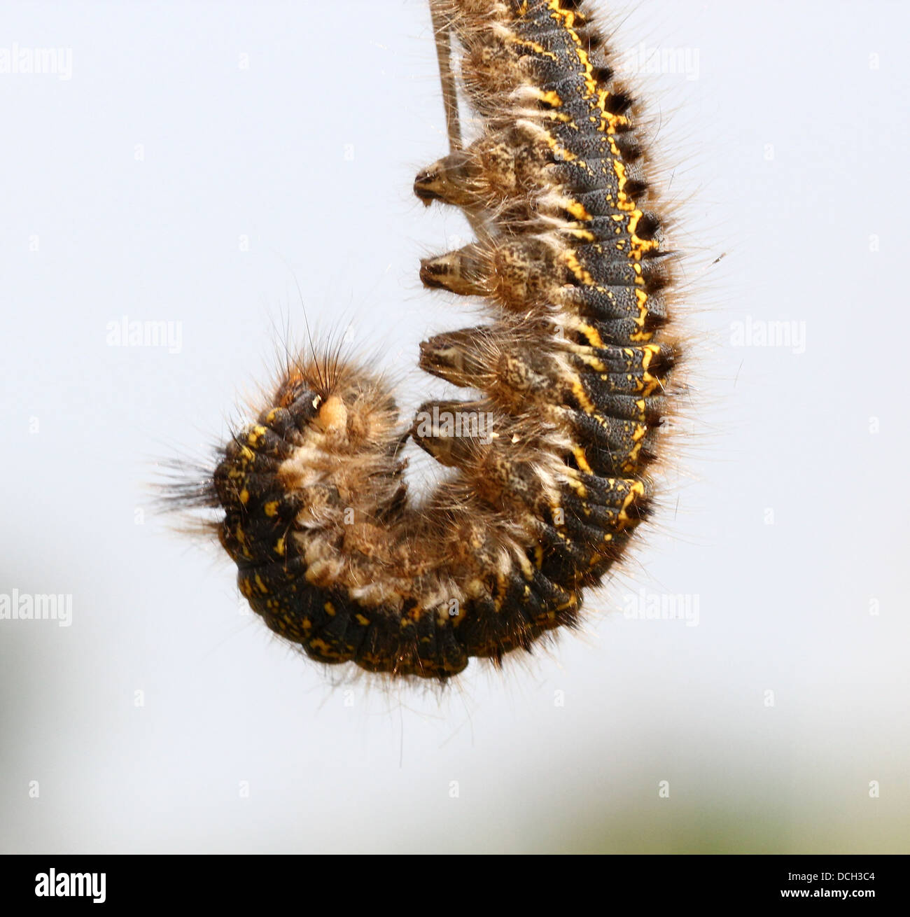 Close-up of the caterpillar of the Drinker Moth ( Euthrix potatoria) Stock Photo