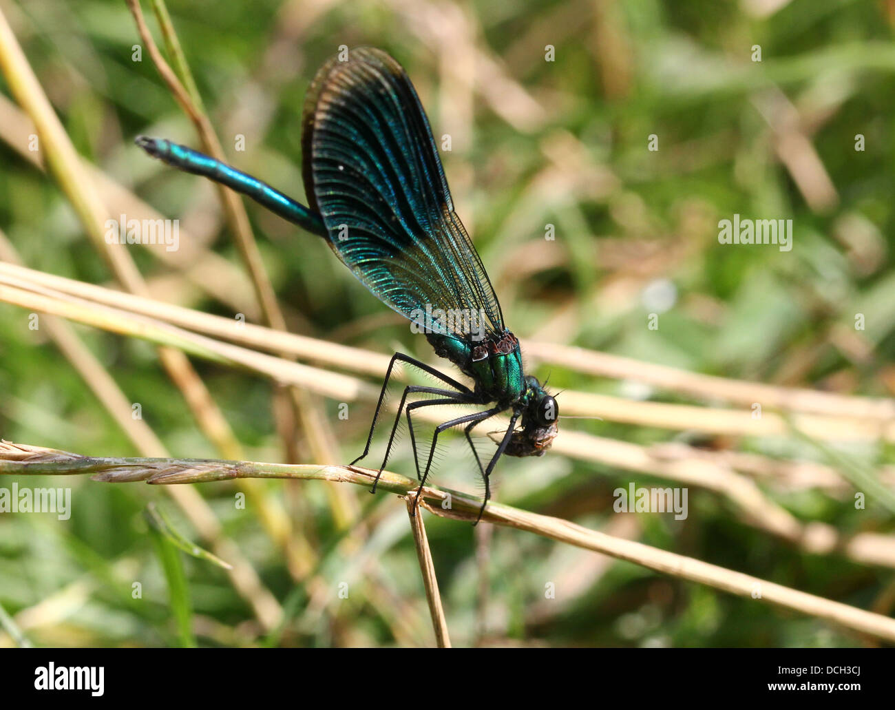 Detailed close-up of a male Banded Demoiselle (Calopteryx splendens) damselfly Stock Photo