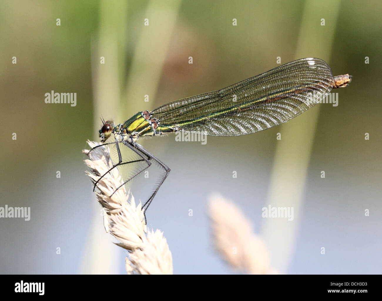 Detailed close-up of a female Banded Demoiselle (Calopteryx splendens) damselfly Stock Photo