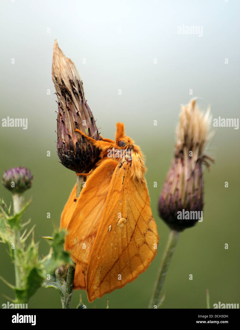 Close-up of the Drinker Moth ( Euthrix potatoria) Stock Photo