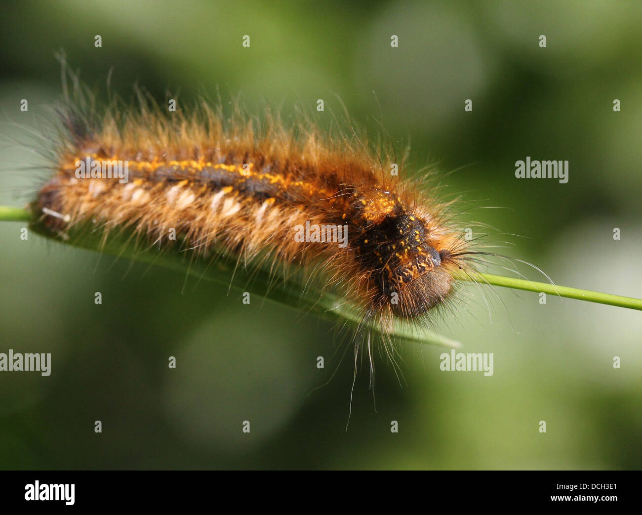 Close-up of the caterpillar of the Drinker Moth ( Euthrix potatoria) Stock Photo