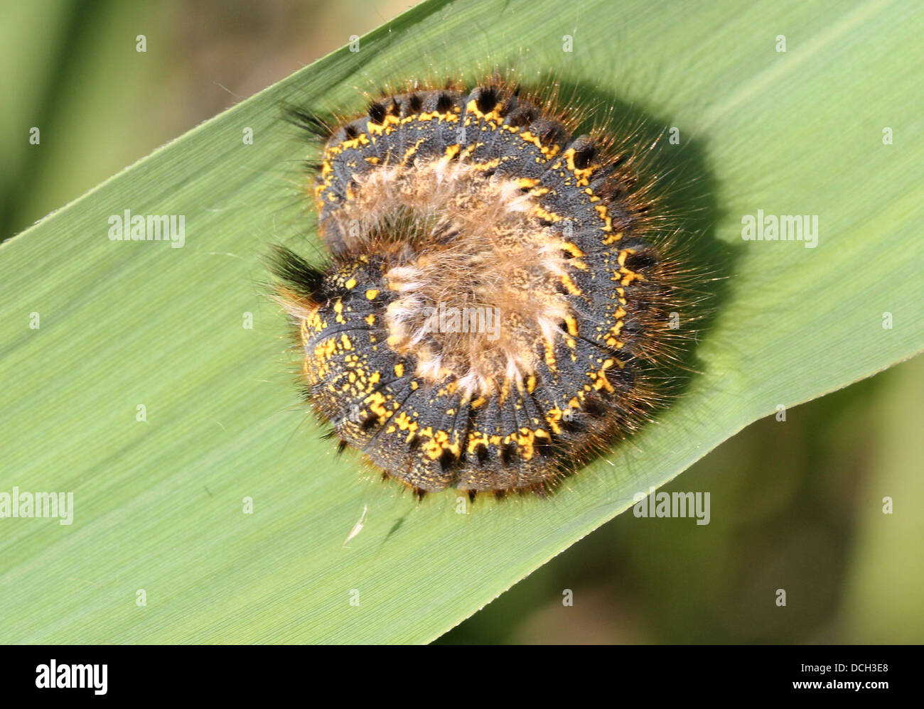 Close-up of the caterpillar of the Drinker Moth ( Euthrix potatoria) Stock Photo