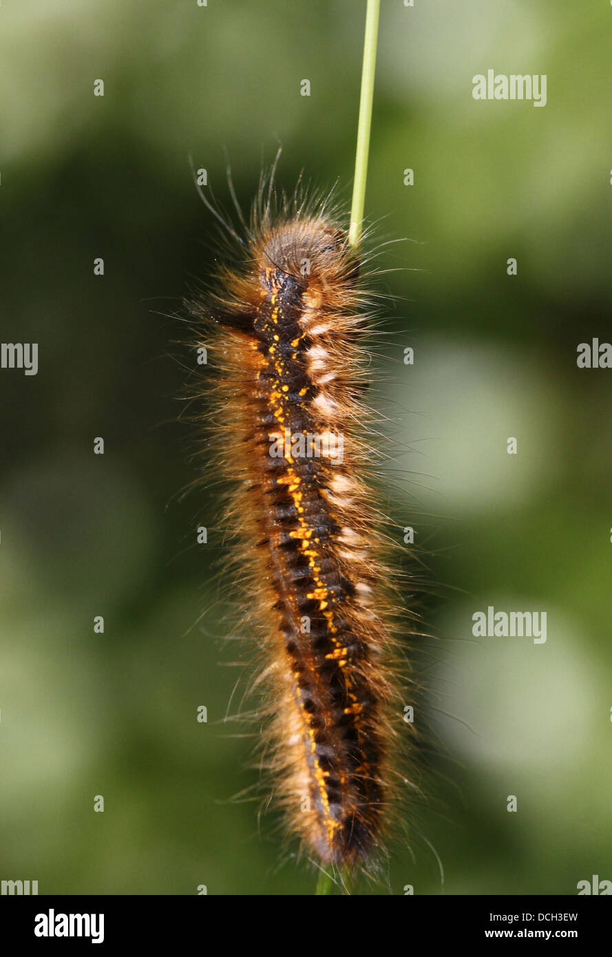 Close-up of the caterpillar of the Drinker Moth ( Euthrix potatoria) Stock Photo