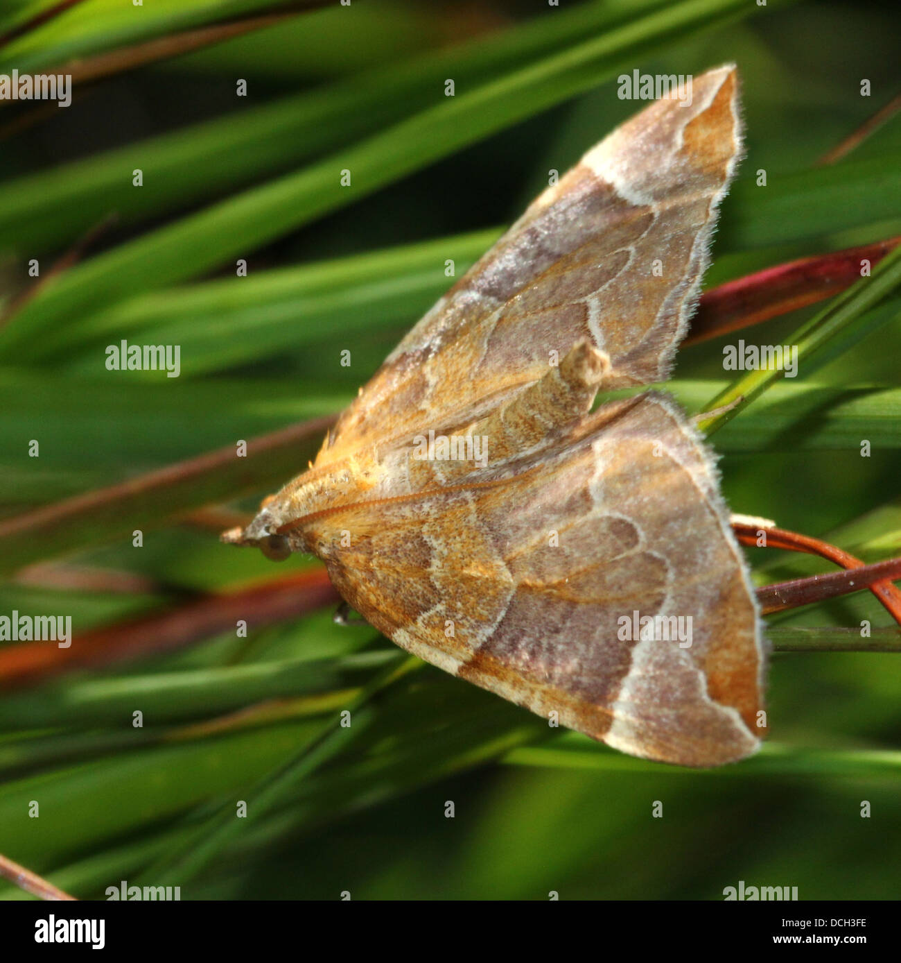 Chevrons Insect Chevron Moth (Eulithis testata) in a variety of poses (12 images in ...