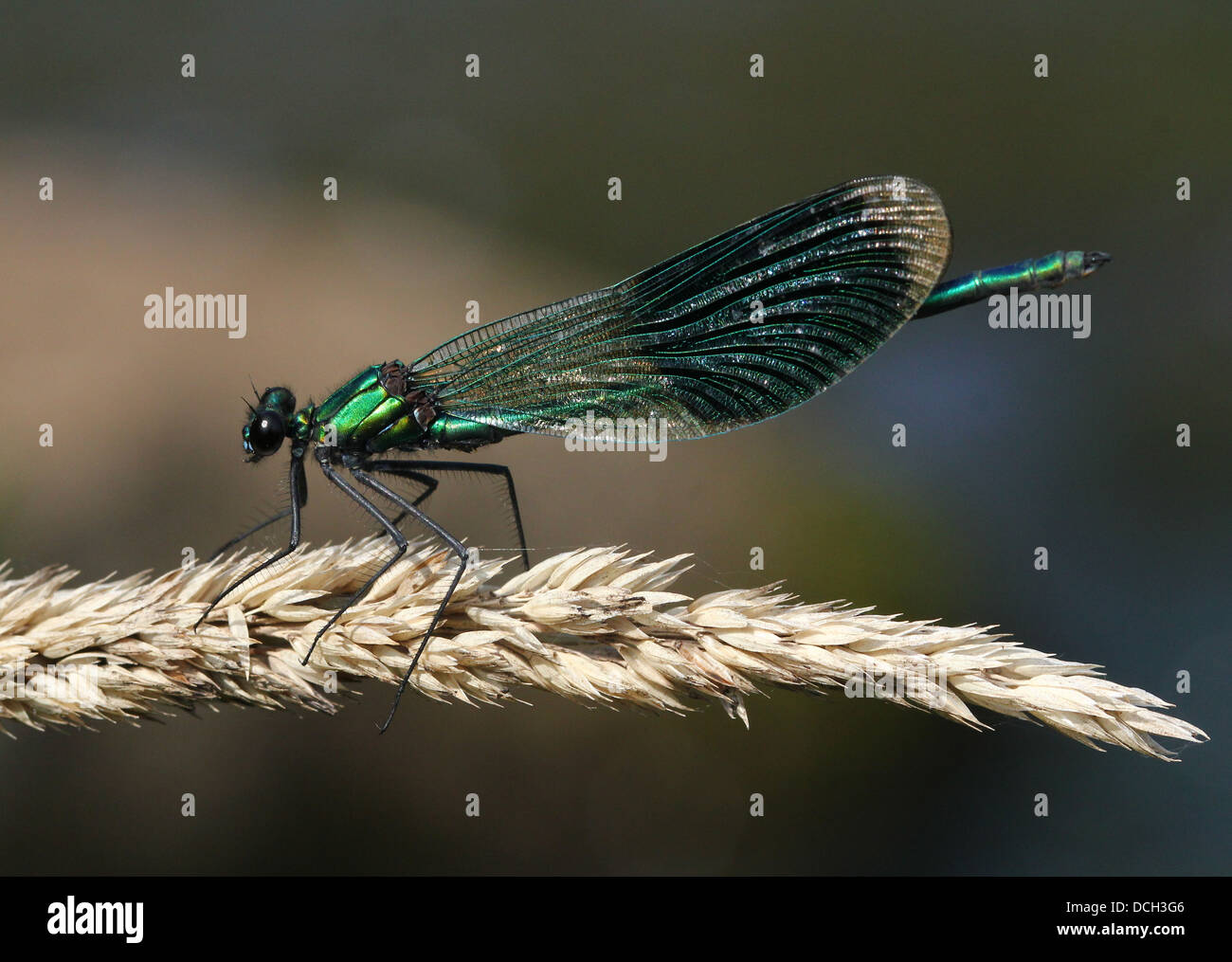 Detailed close-up of a male Banded Demoiselle (Calopteryx splendens) damselfly Stock Photo