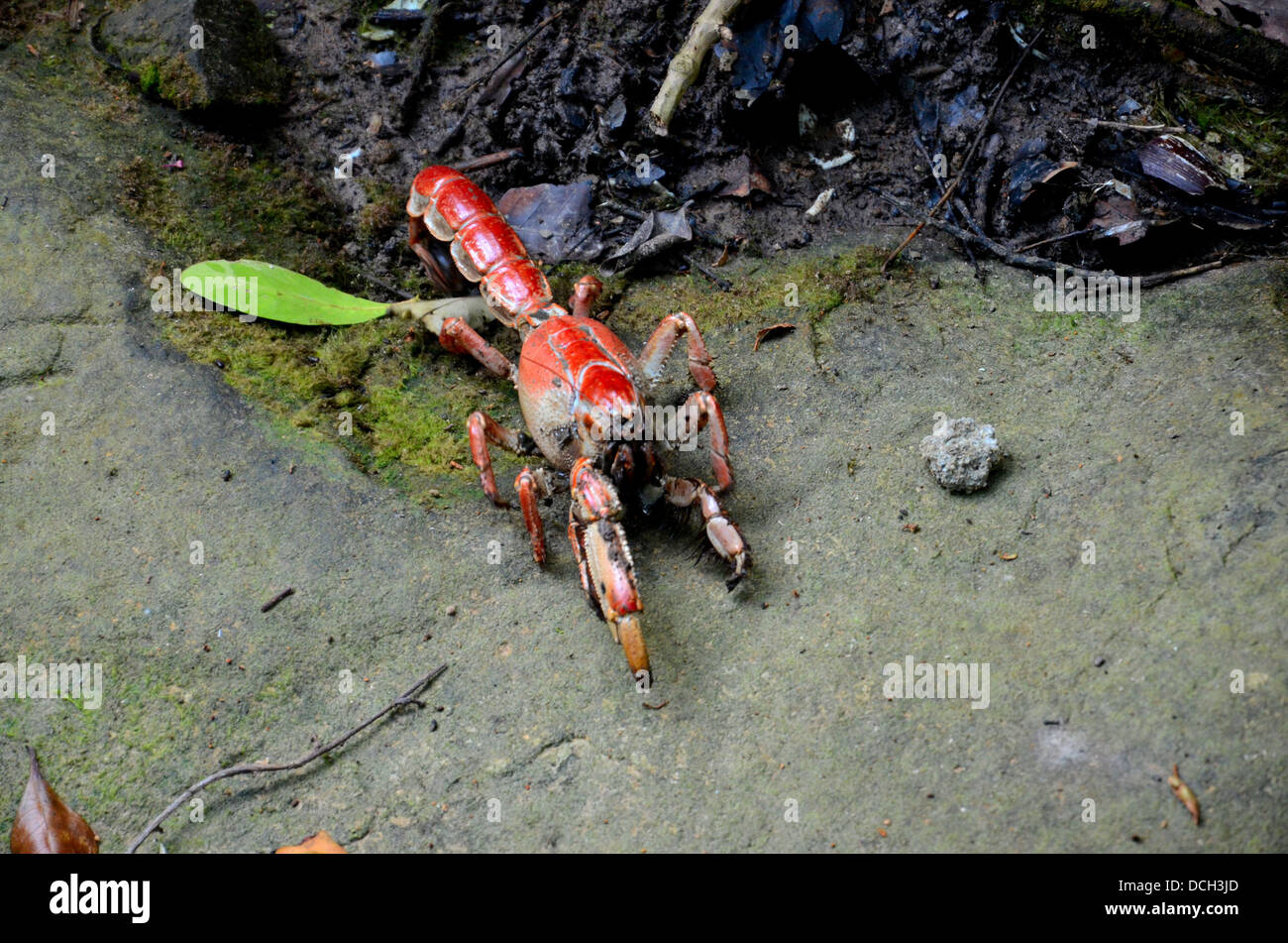 Red mud lobster walks at beach Stock Photo Alamy