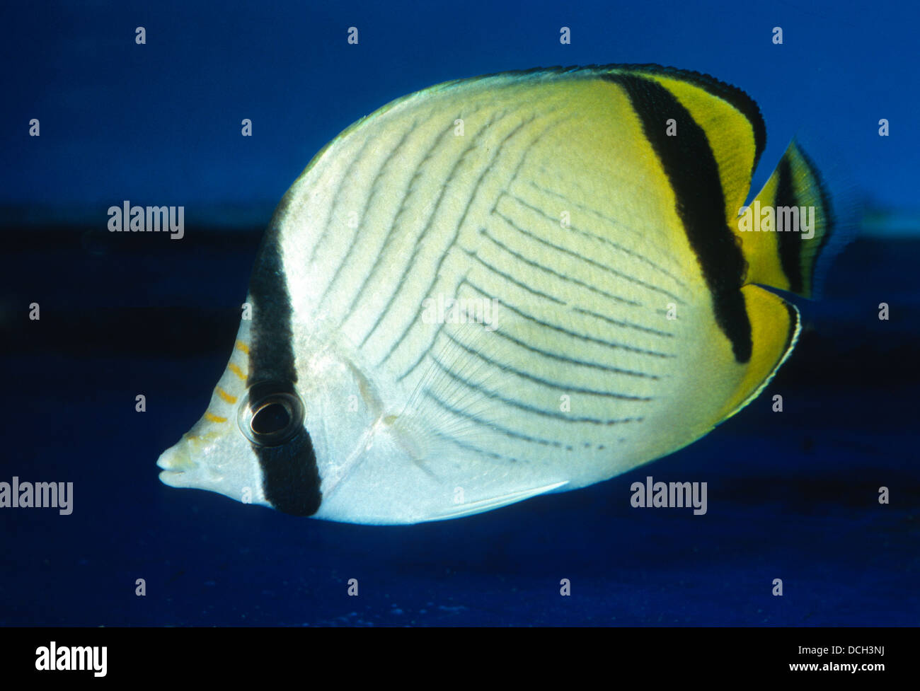 Vagabond Butterflyfish, Chaetodon vagabundus, Chaetodontidae, Indo-pacific Ocean Stock Photo