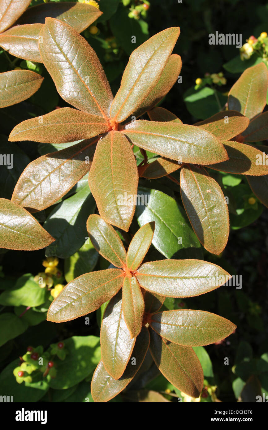 Plant Leaves Covered In Rust Fungus Stock Photo
