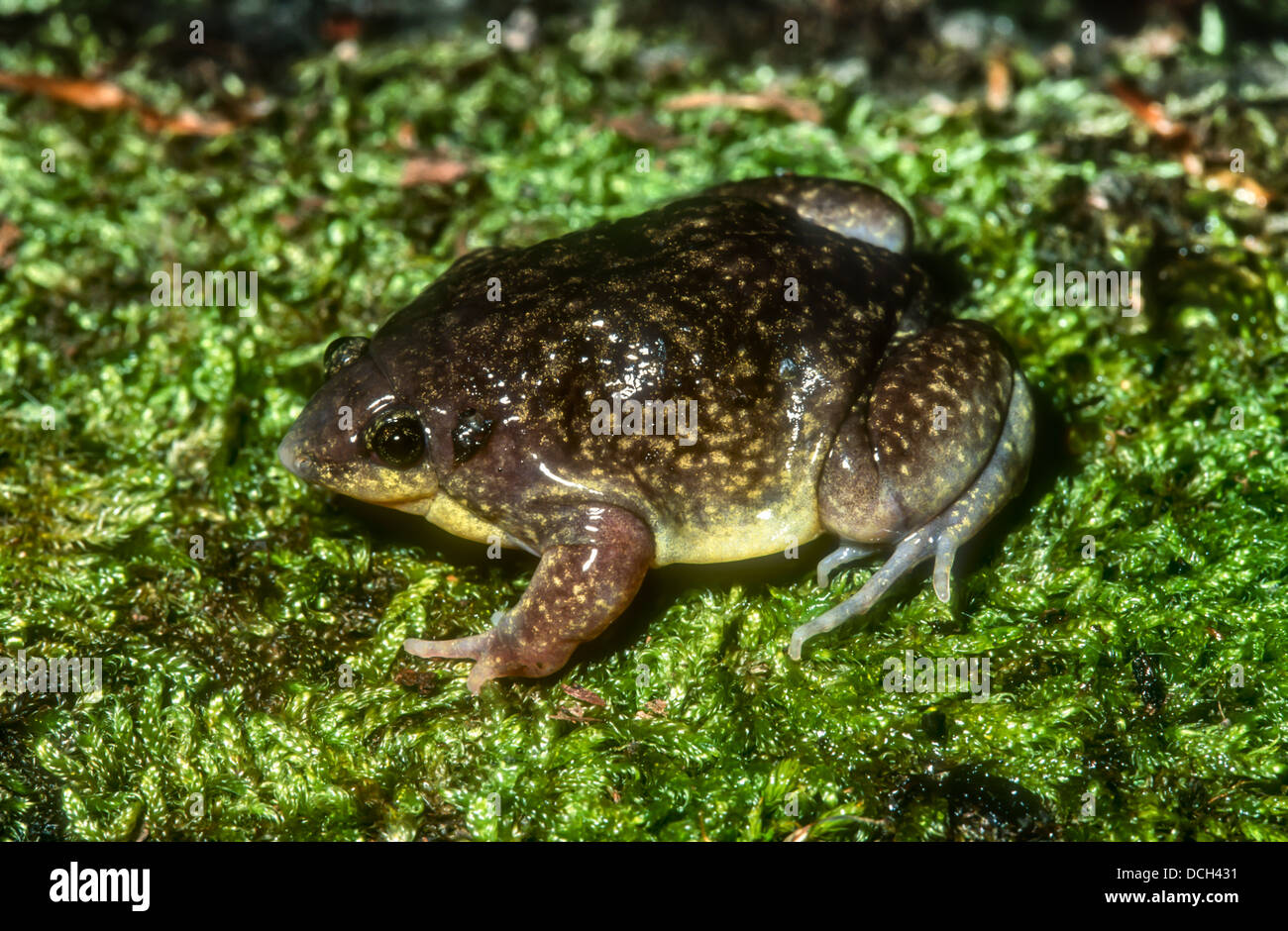 Mottled Shovel nosed Frog or Marbled Pig nosed Frog Hemisus marmoratus South Africa Stock Photo