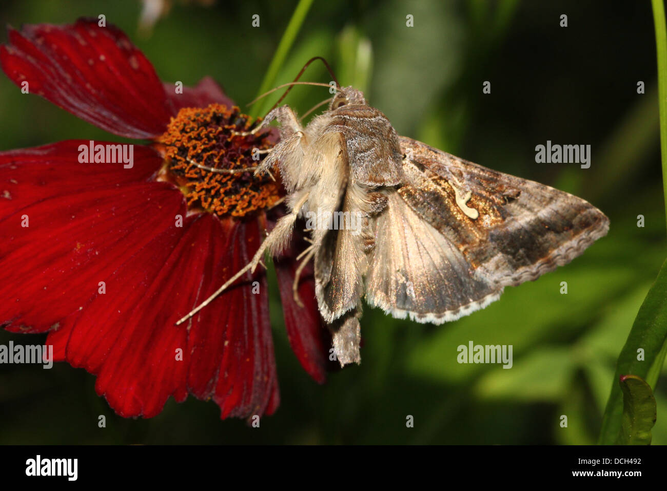Silver Y (Autographa gamma) Moth on an impressive array of more than 15 different colourful flowers  (100+ images in series) Stock Photo