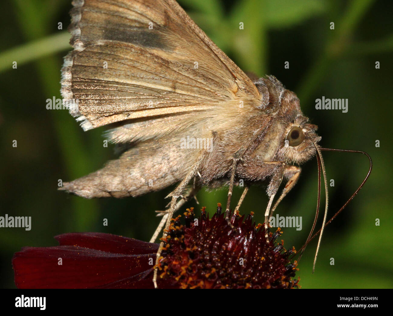 Silver Y (Autographa gamma) Moth on an impressive array of more than 15 different colourful flowers  (100+ images in series) Stock Photo
