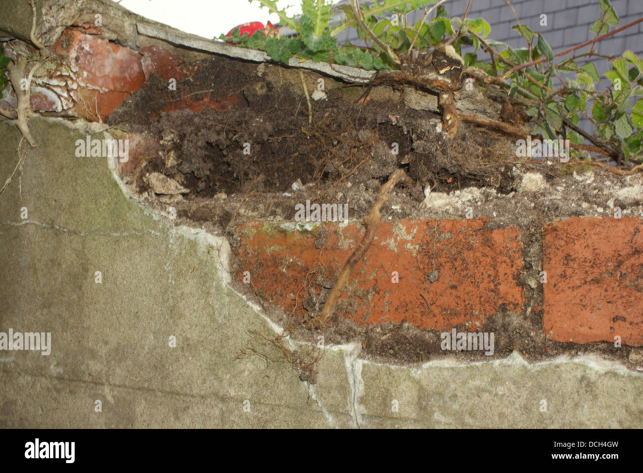 Damage to masonary by ivy and bramble roots Stock Photo Alamy