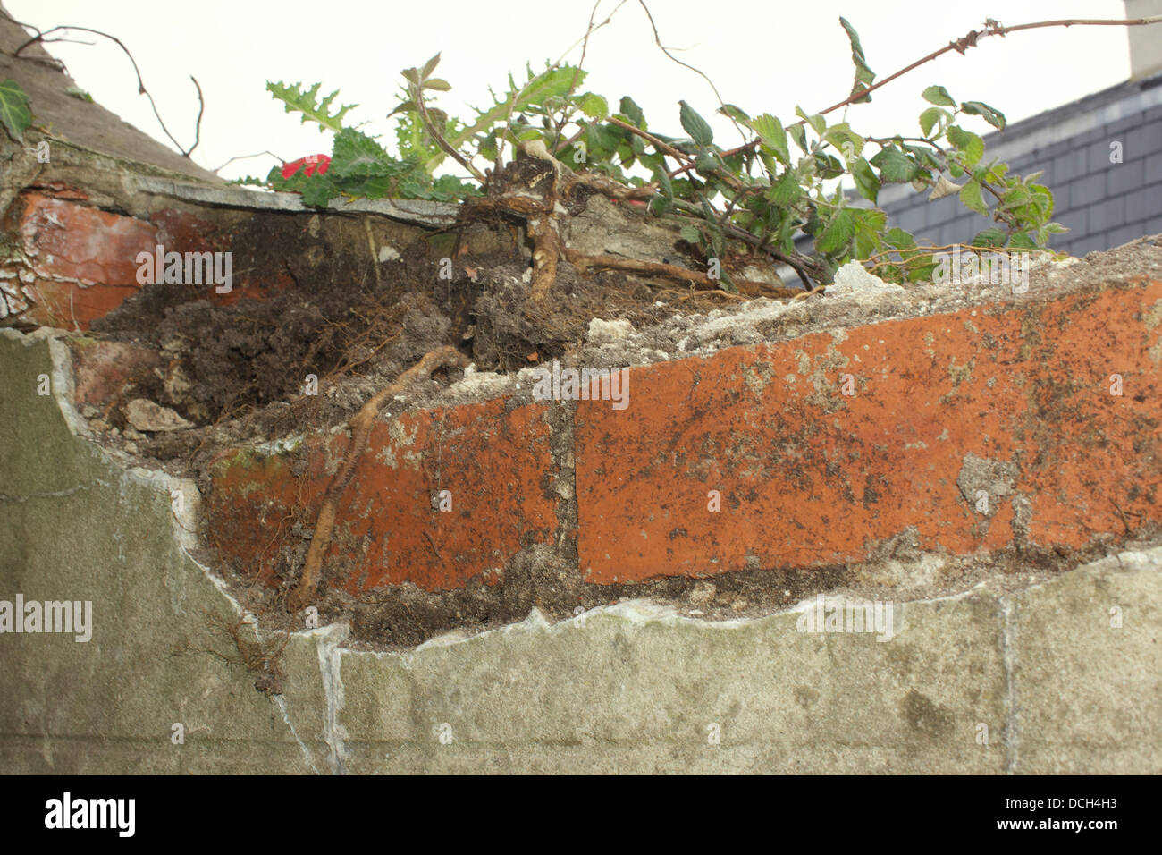 Damage to masonary by ivy and bramble roots Stock Photo Alamy