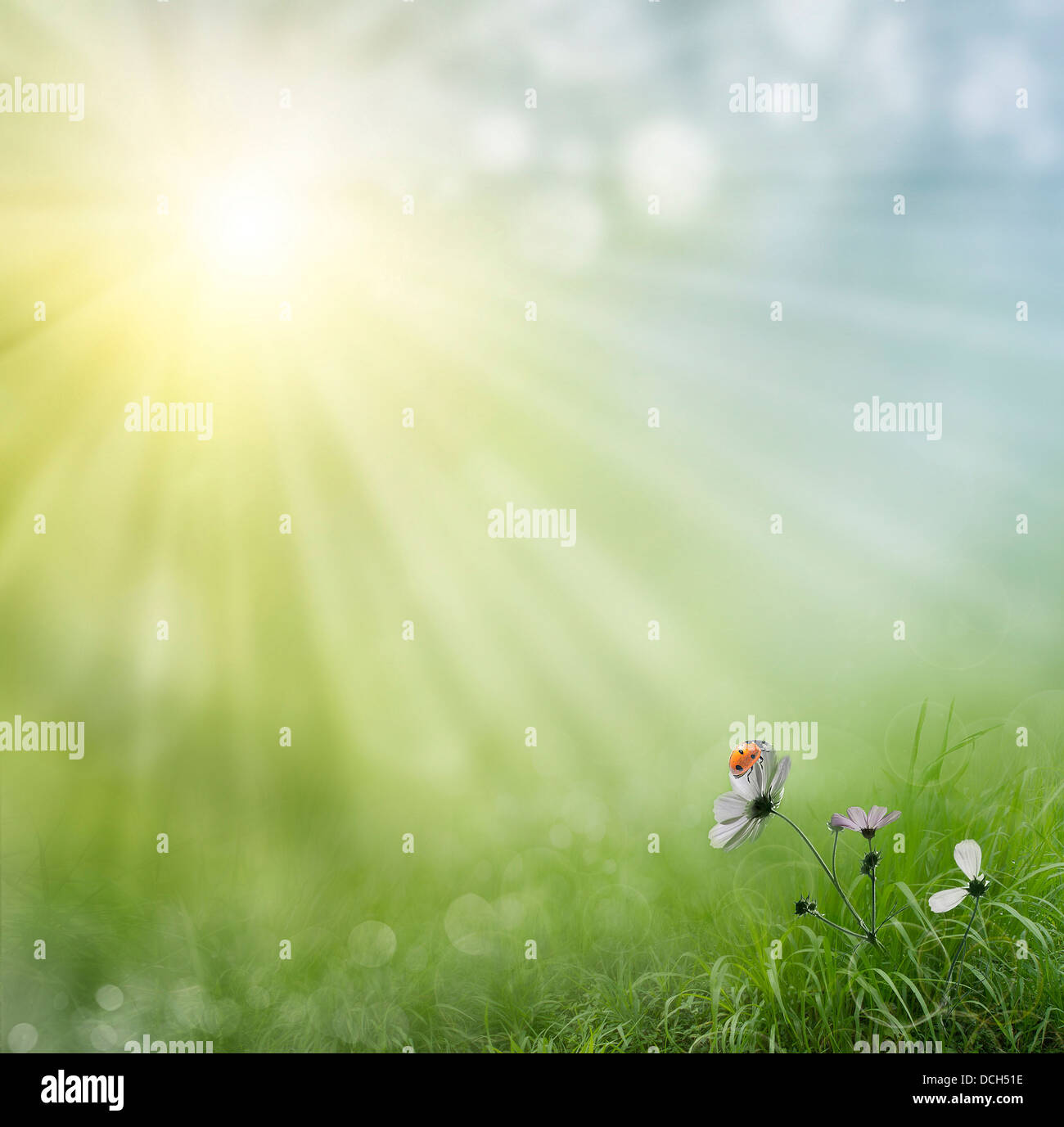 Spring background with flowers and ladybird Stock Photo