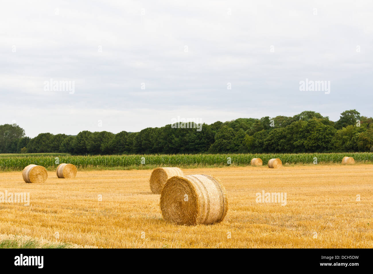 Bales of hay on big field with cloudy sky Stock Photo - Alamy