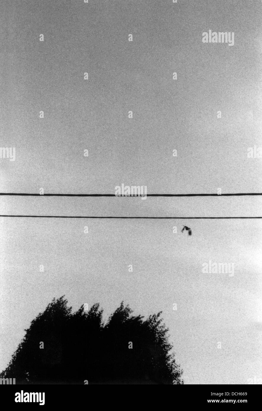 Minimalism concept, tree, flying bird, and parallel electric wires