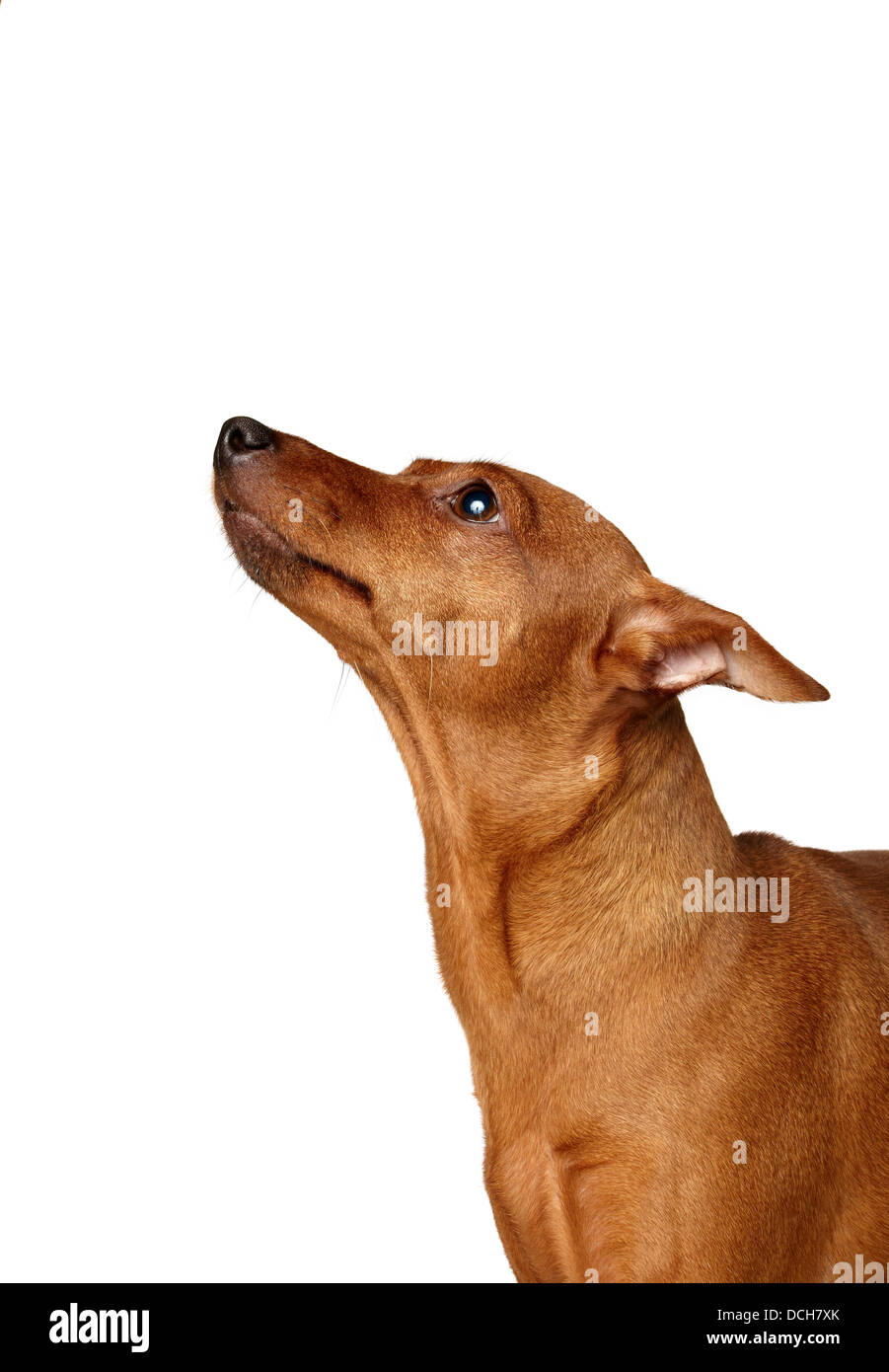 One Miniature Pinscher looks up Stock Photo - Alamy