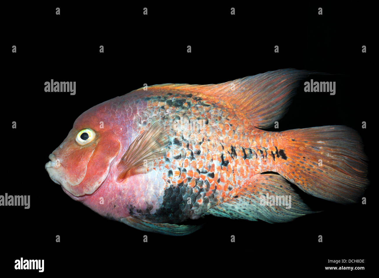 Redhead cichlid (Cichlasoma synspilum) Stock Photo