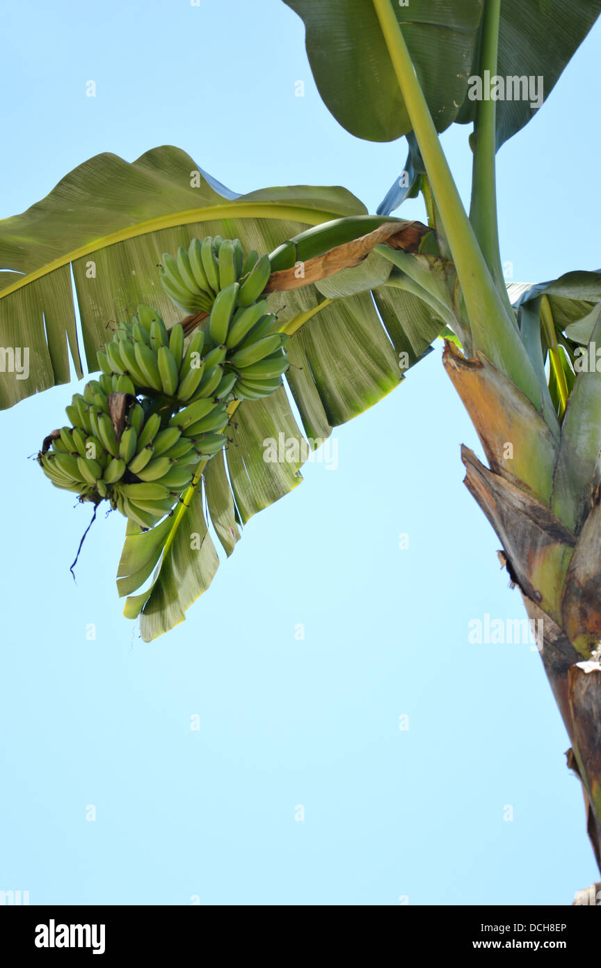 banana trees with bunches of fruit Stock Photo Alamy