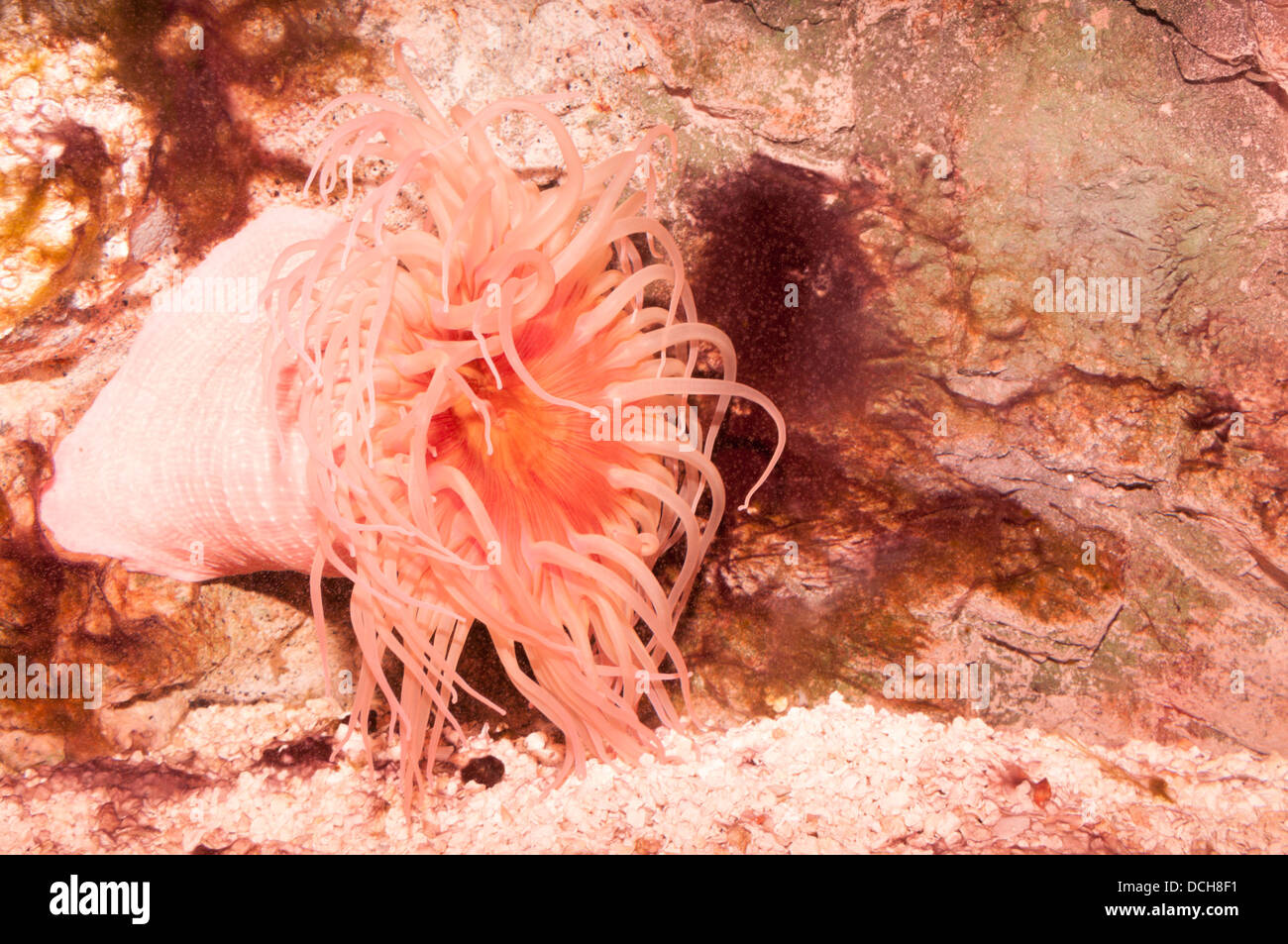 Pink Sea Anemone Stock Photo
