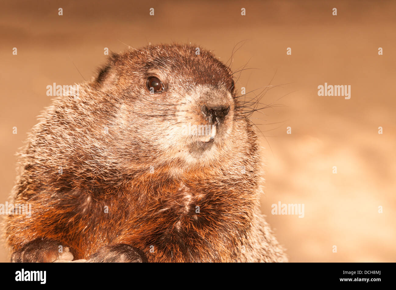 Groundhog (Marmota monax) portrait Stock Photo