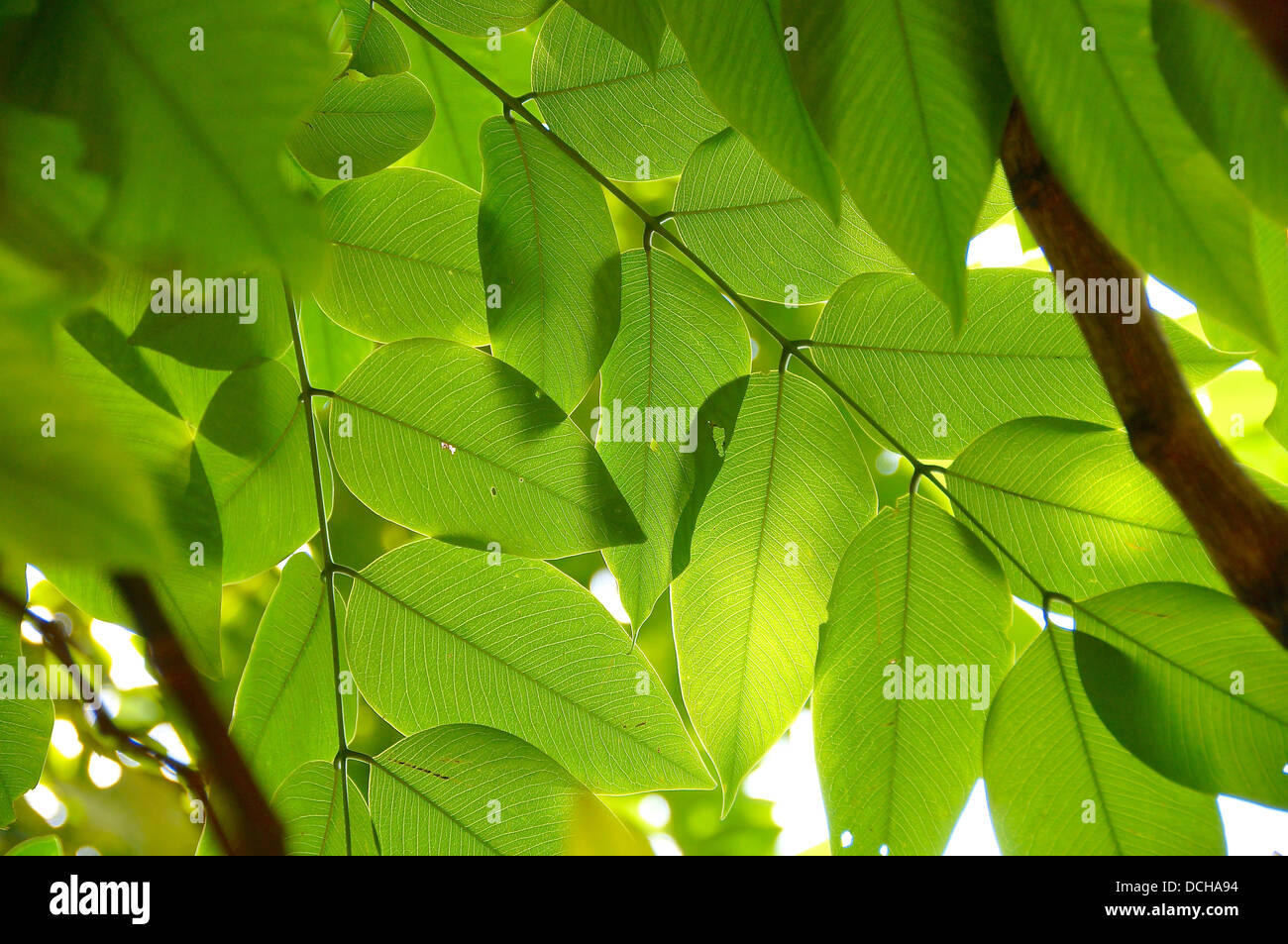 Leaves texture hi-res stock photography and images - Alamy