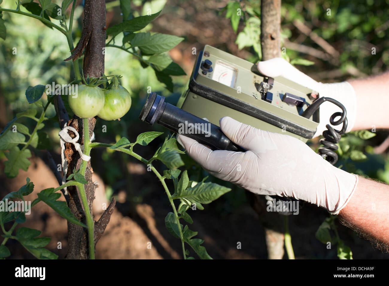 measuring radiation levels of green tomato Stock Photo Alamy