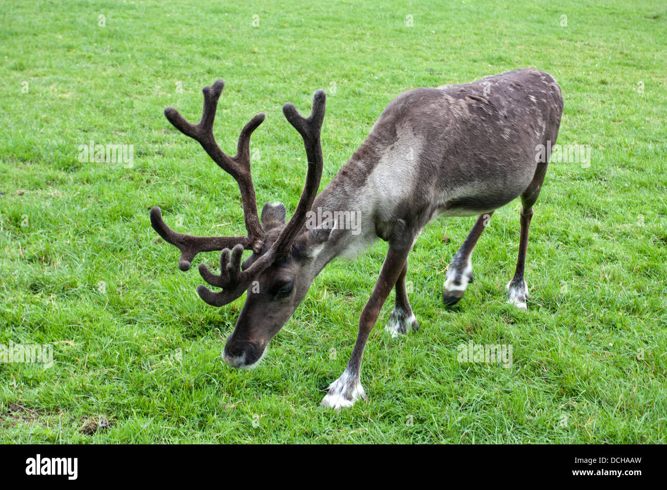 Grey classic hi res stock photography and images Alamy Grey classic hi res stock photography and images Alamy