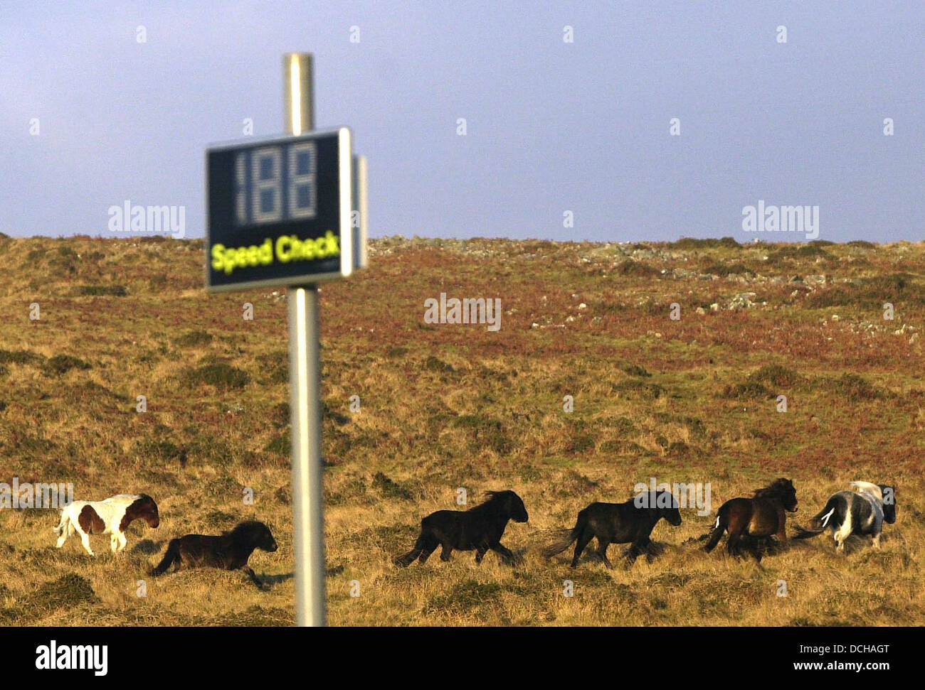Dartmoor ponies race past speed camera's on Dartmoor,UK Stock Photo - Alamy