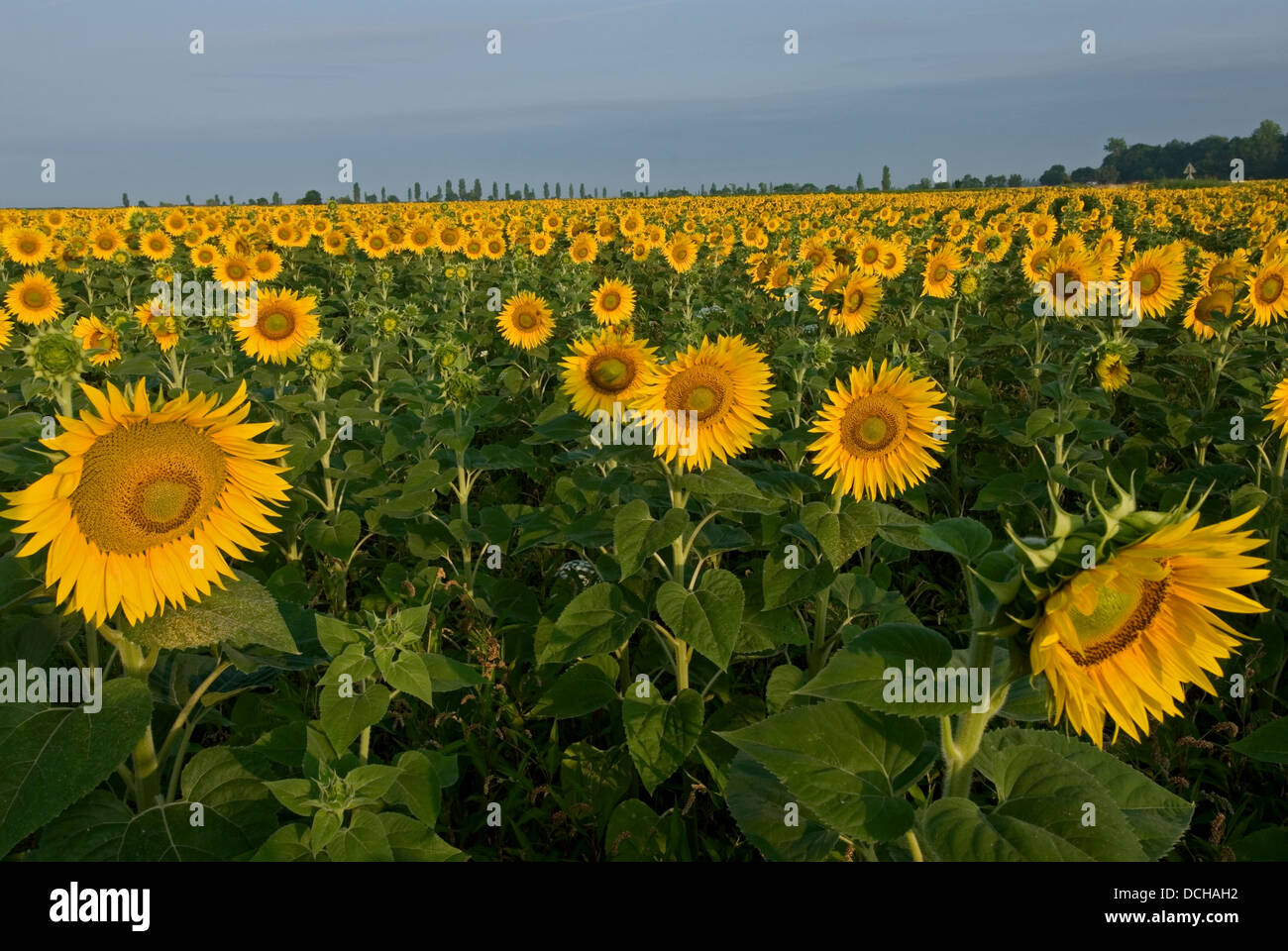 Field of sunflowers under a blue sky Stock Photo - Alamy