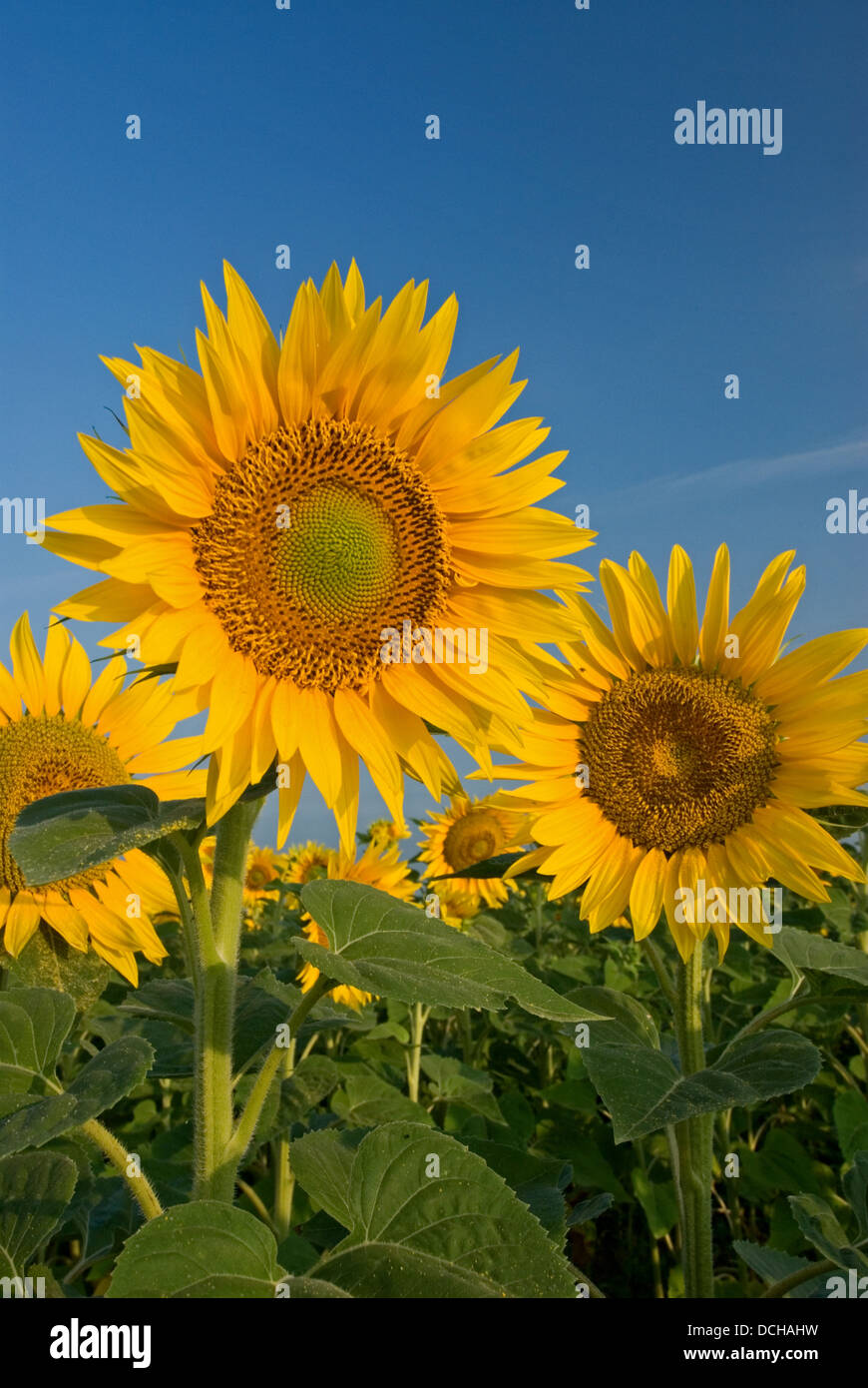 Field of sunflowers against a blue sky Stock Photo - Alamy