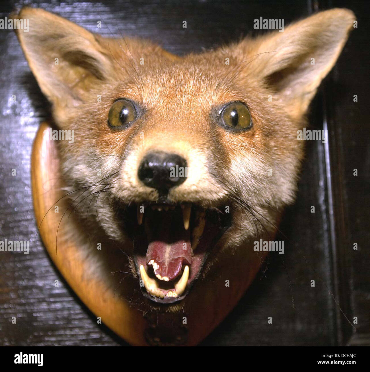 stuffed fox head