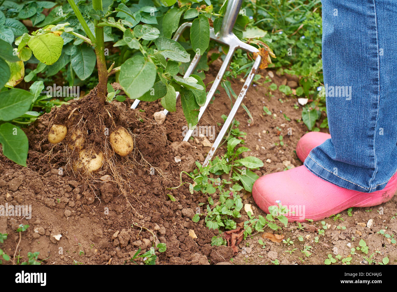 Potato plant roots hi-res stock photography and images - Alamy