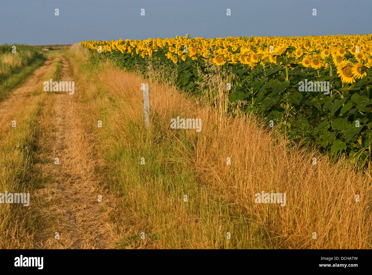Sunflowers in a field under a blue sky Stock Photo - Alamy