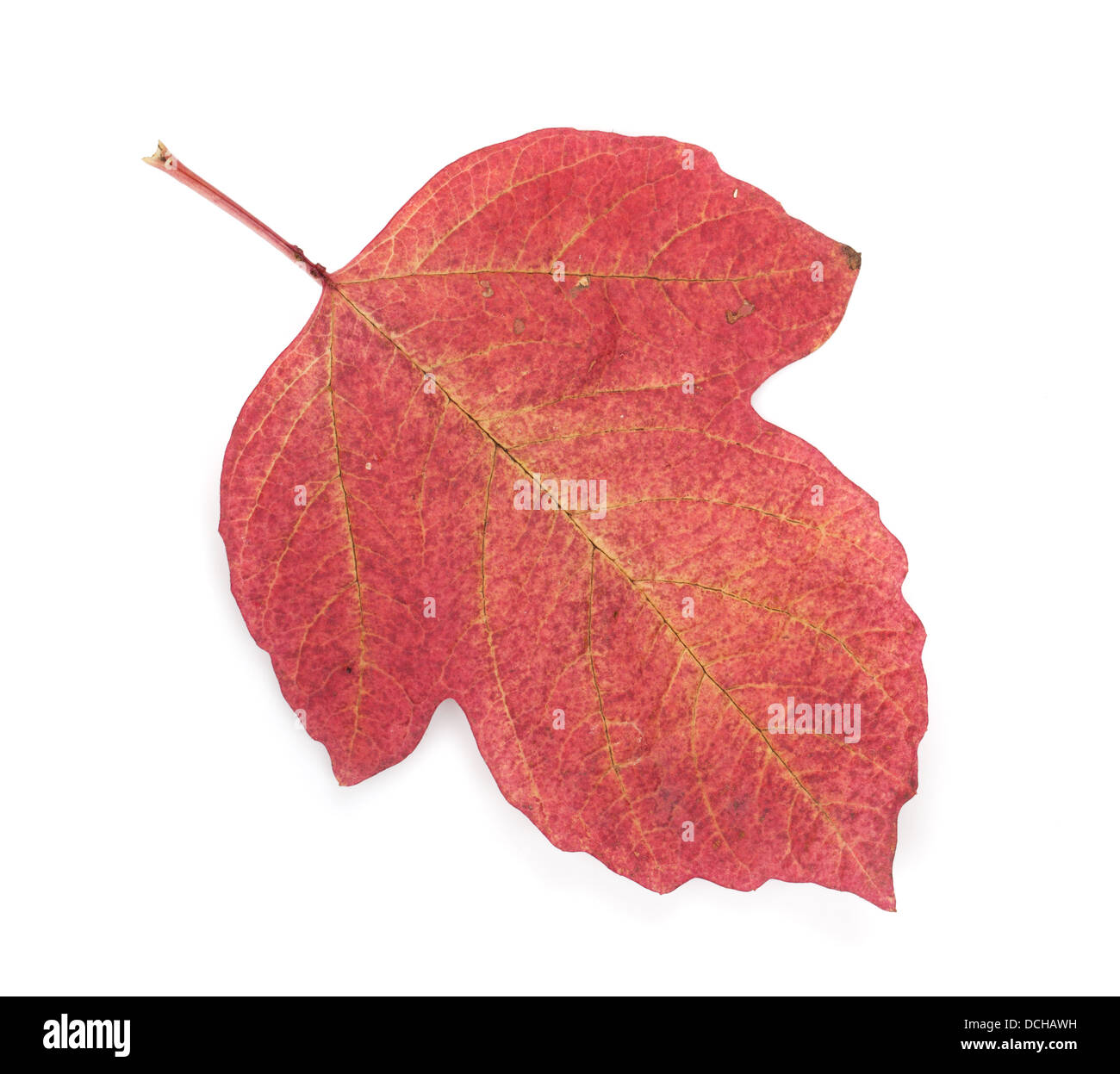 Autumn red leaf. Isolated on white background Stock Photo - Alamy