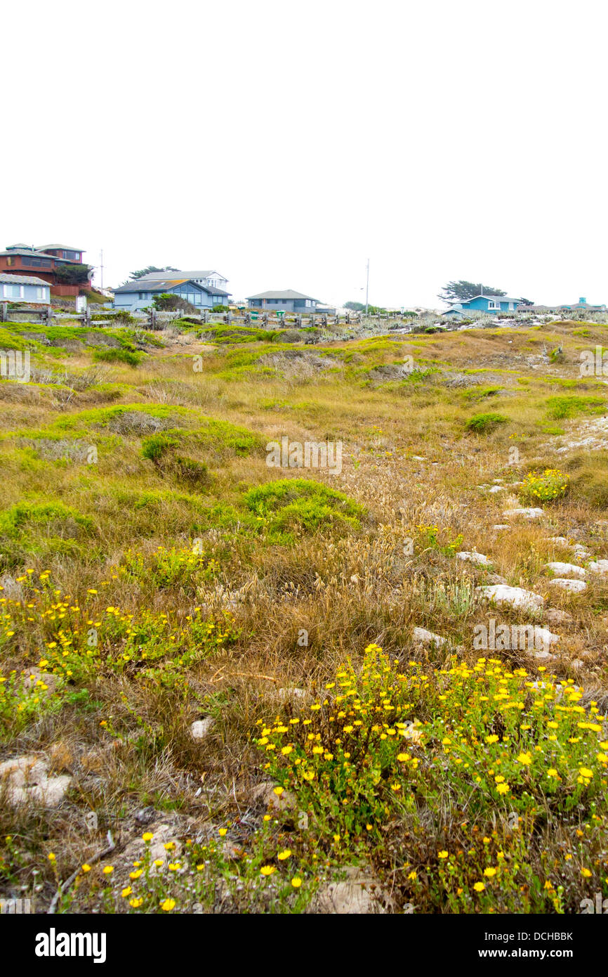 Homes in the town of Pacific Grove overlooking Asilomar state beach, on