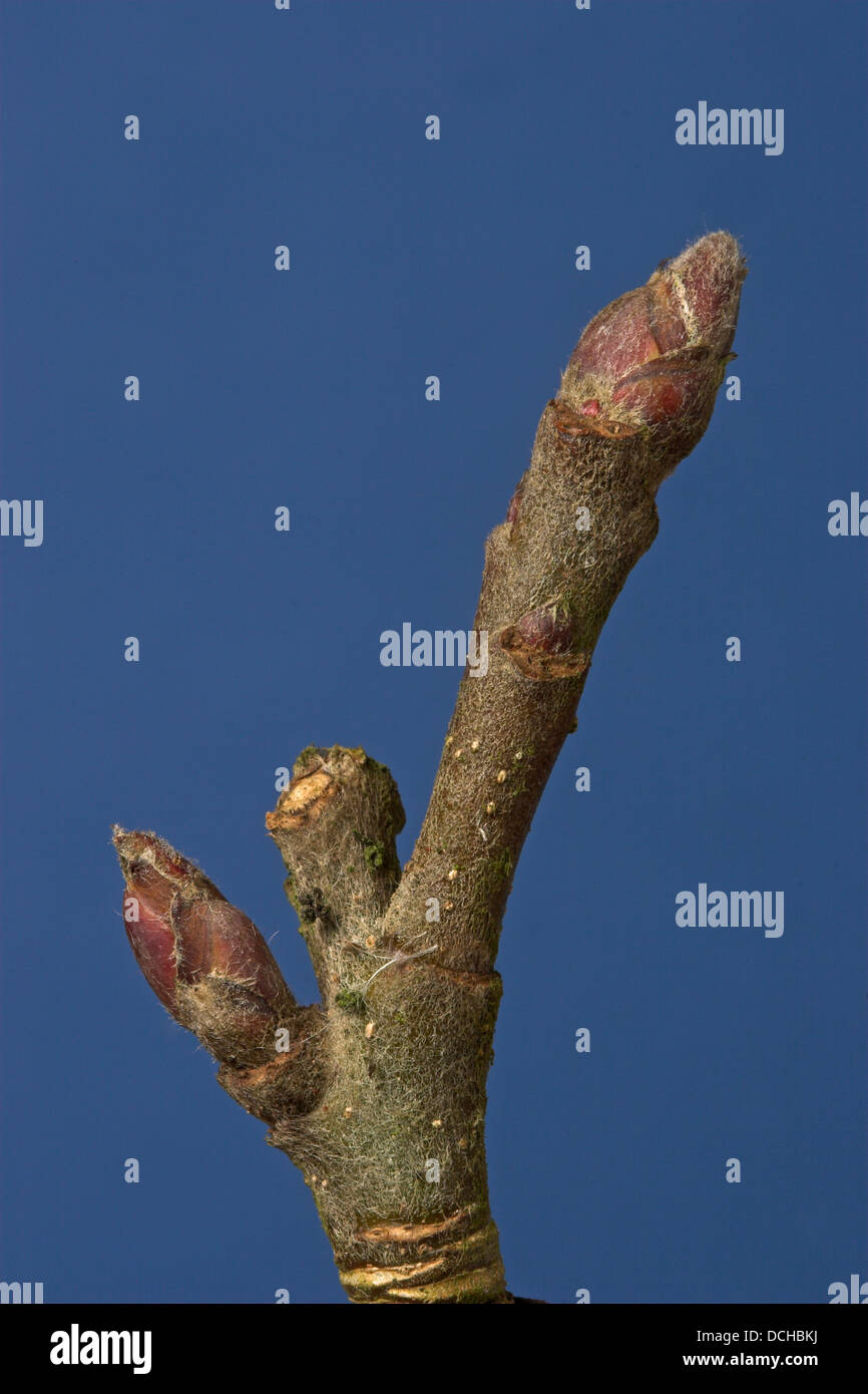 Apple, fruit tree, fruitbearing tree, buds, KulturApfel, Apfelbaum