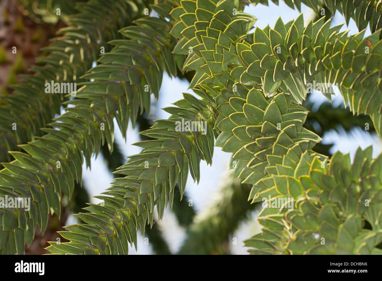 Monkey puzzle tree, Monkey tail tree, Chilean pine, Chilenische Araukarie, Andentanne, Araucaria araucana, Araucaria chilensis Stock Photo