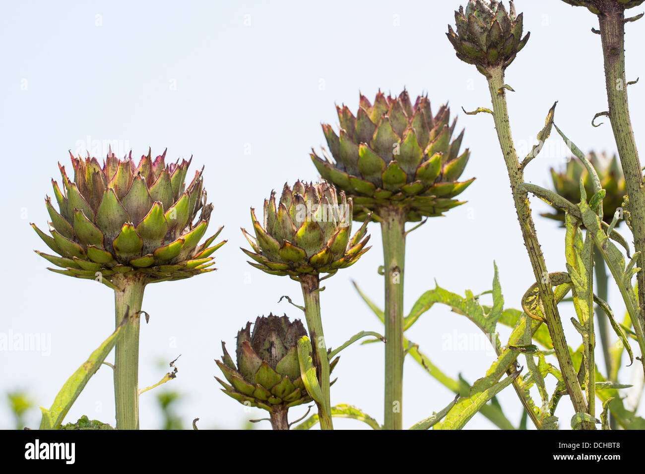 Globe artichoke, cardoon, Artischocke, Kardy, Cynara cardunculus, Synonym Cynara scolymus Stock Photo