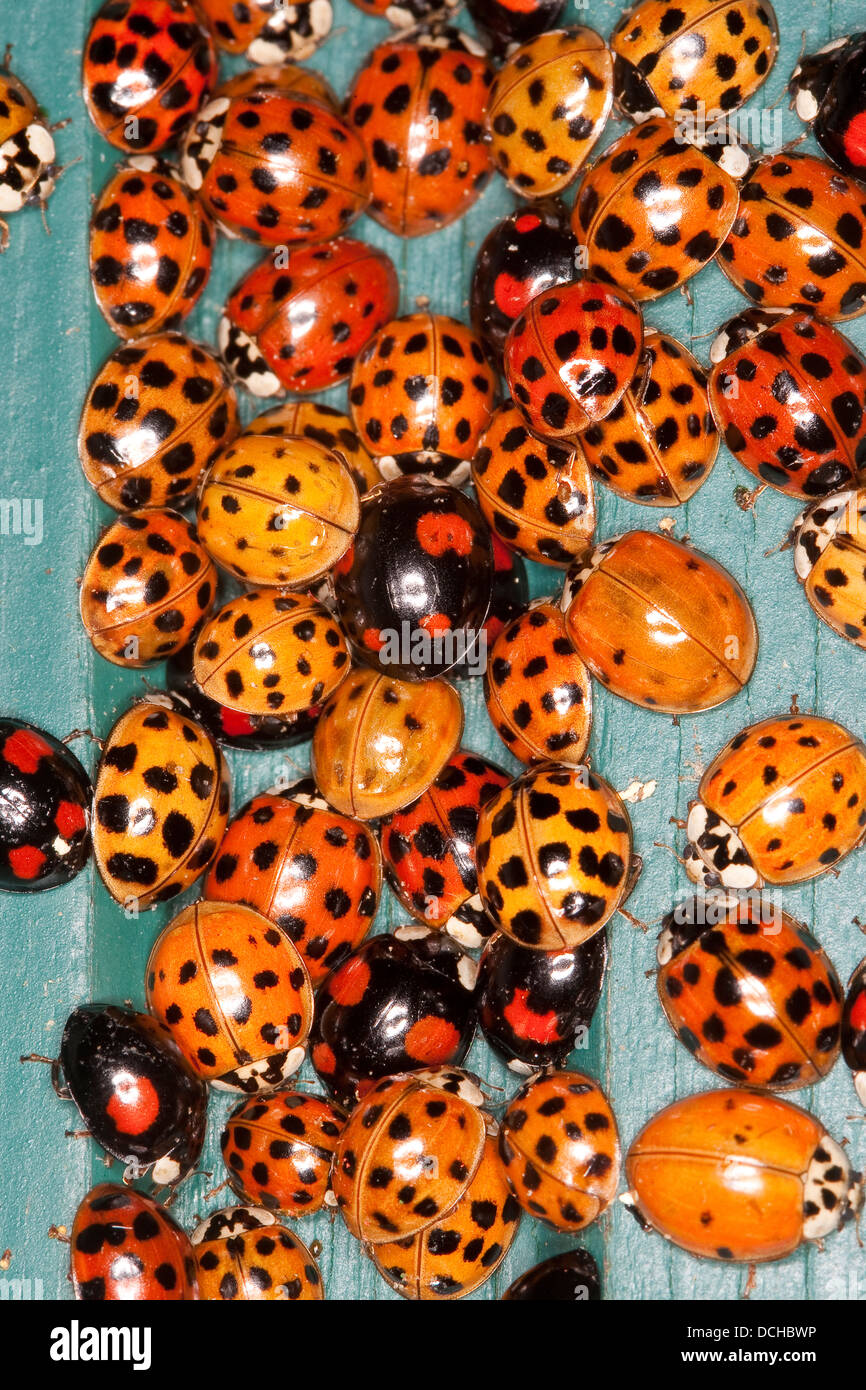 Asian lady beetle, Harlequin lady beetle, ladybird, ladybirds