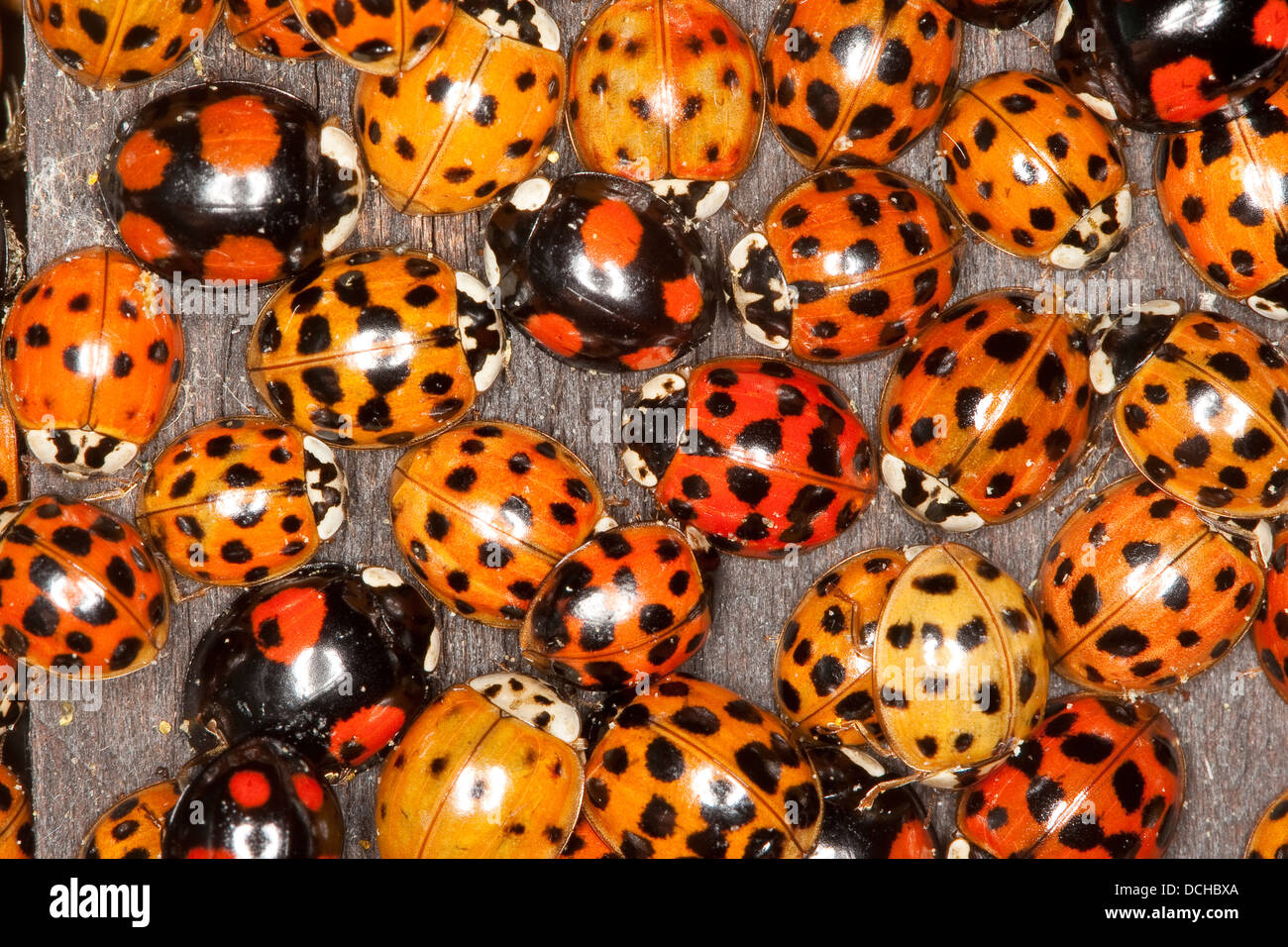 Asian lady beetle, Harlequin lady beetle, ladybird, ladybirds, Asiatischer Marienkäfer, Harlekin, Marienkäfer, Harmonia axyridis Stock Photo
