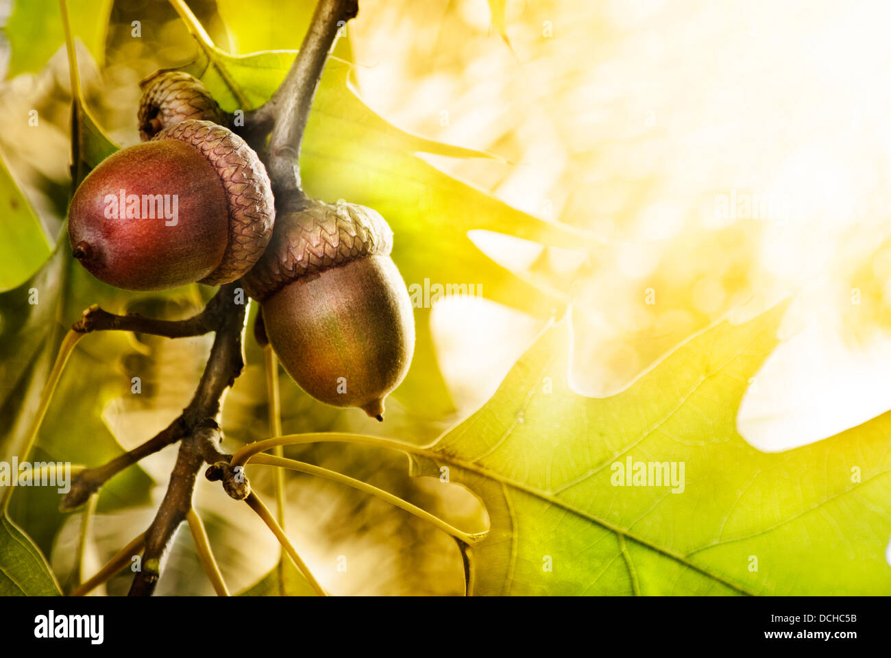 Beautiful branch oak acorns hi-res stock photography and images - Alamy