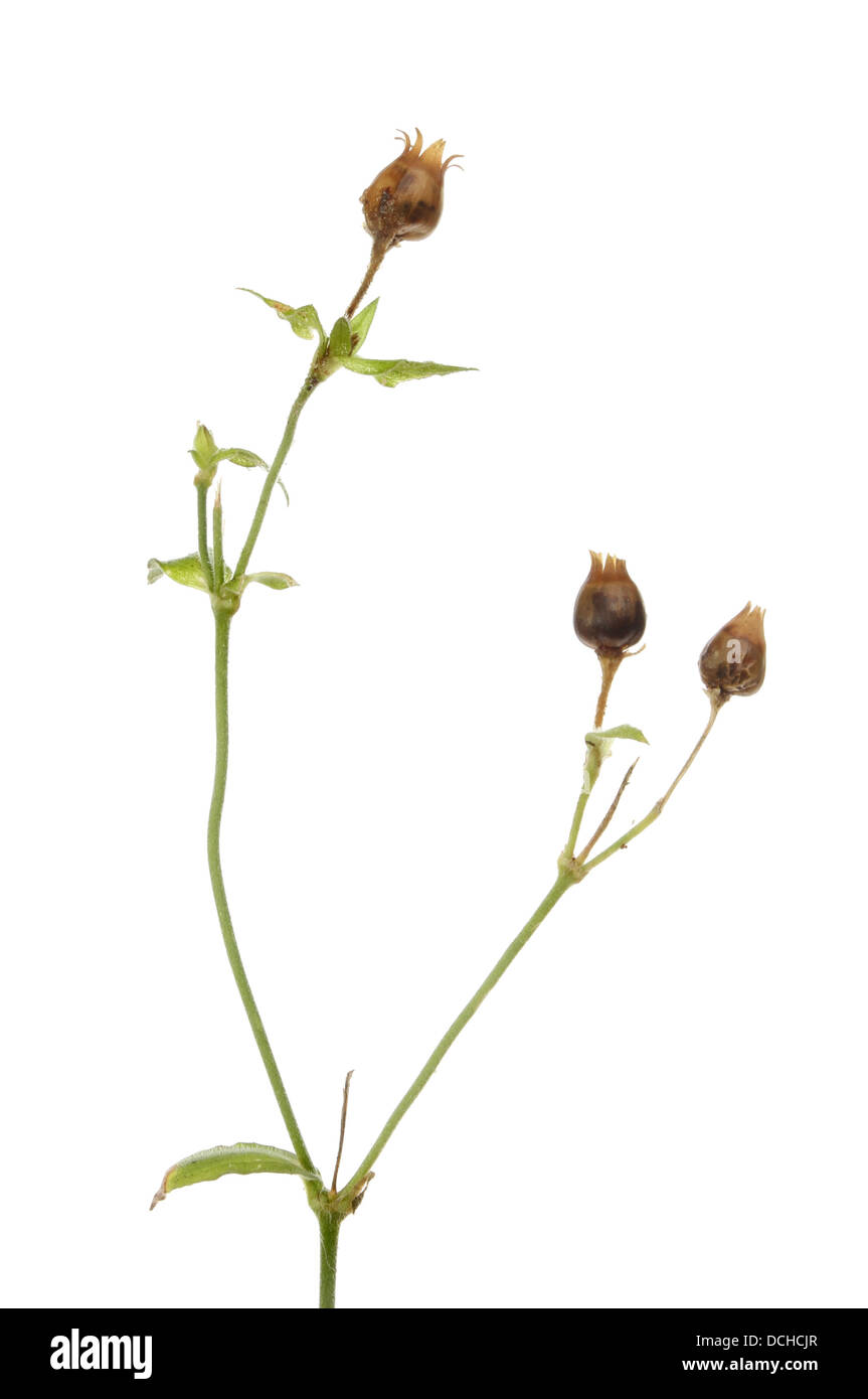 Dried seed pods of red campion flowers isolated against white Stock Photo