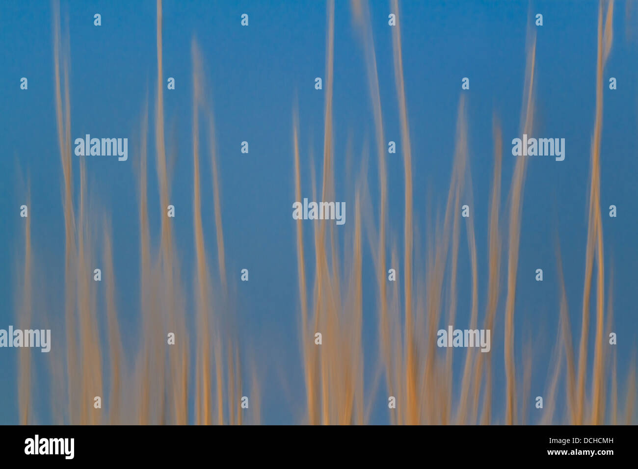 reed reflexion Stock Photo