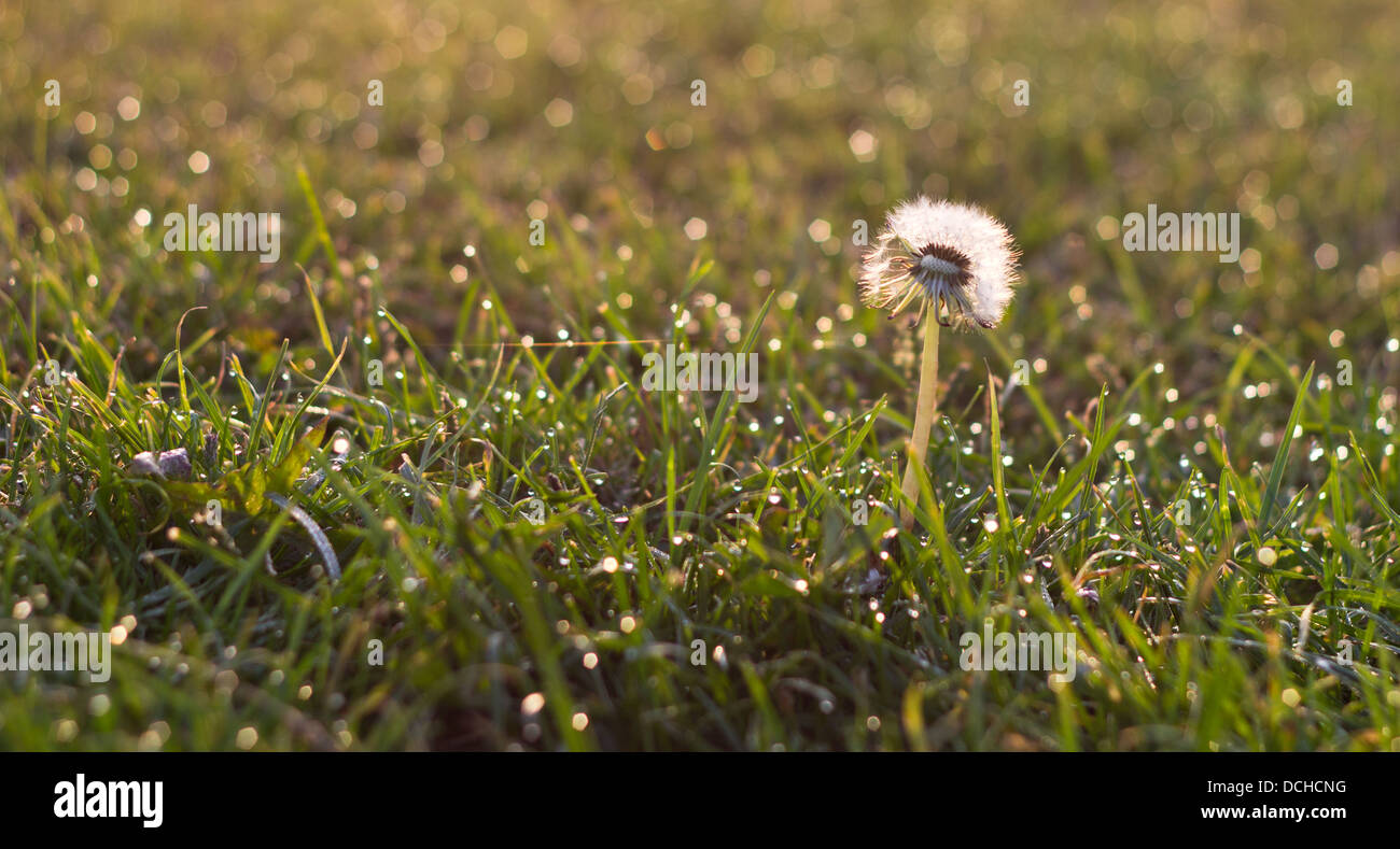 Close up of dandelion in early morning light Stock Photo