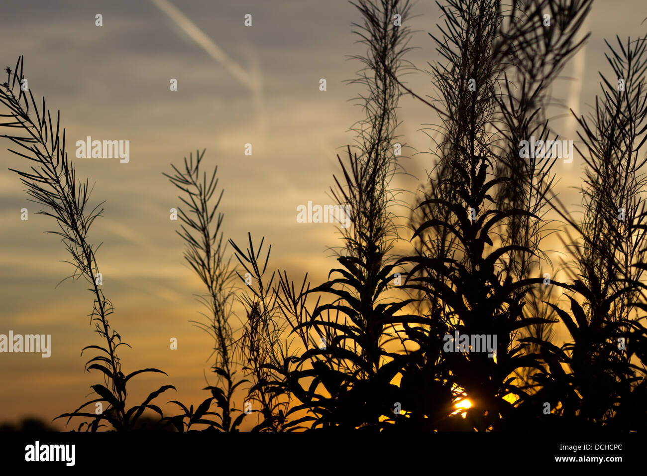 silhouette of grasses in golden sunrise against sky Stock Photo