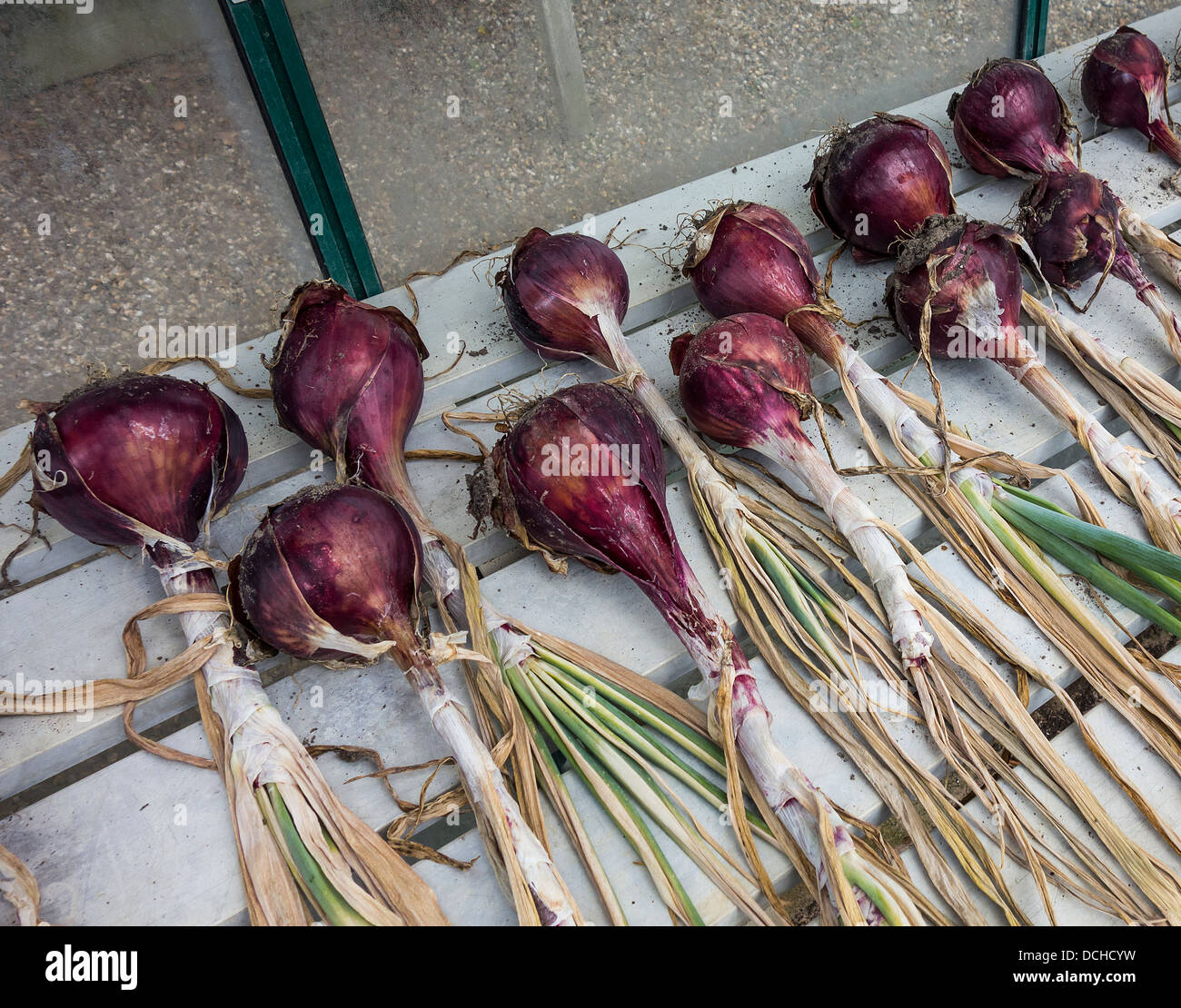 Red Onions Drying Grow your Own  Veg Vegetables Stock Photo