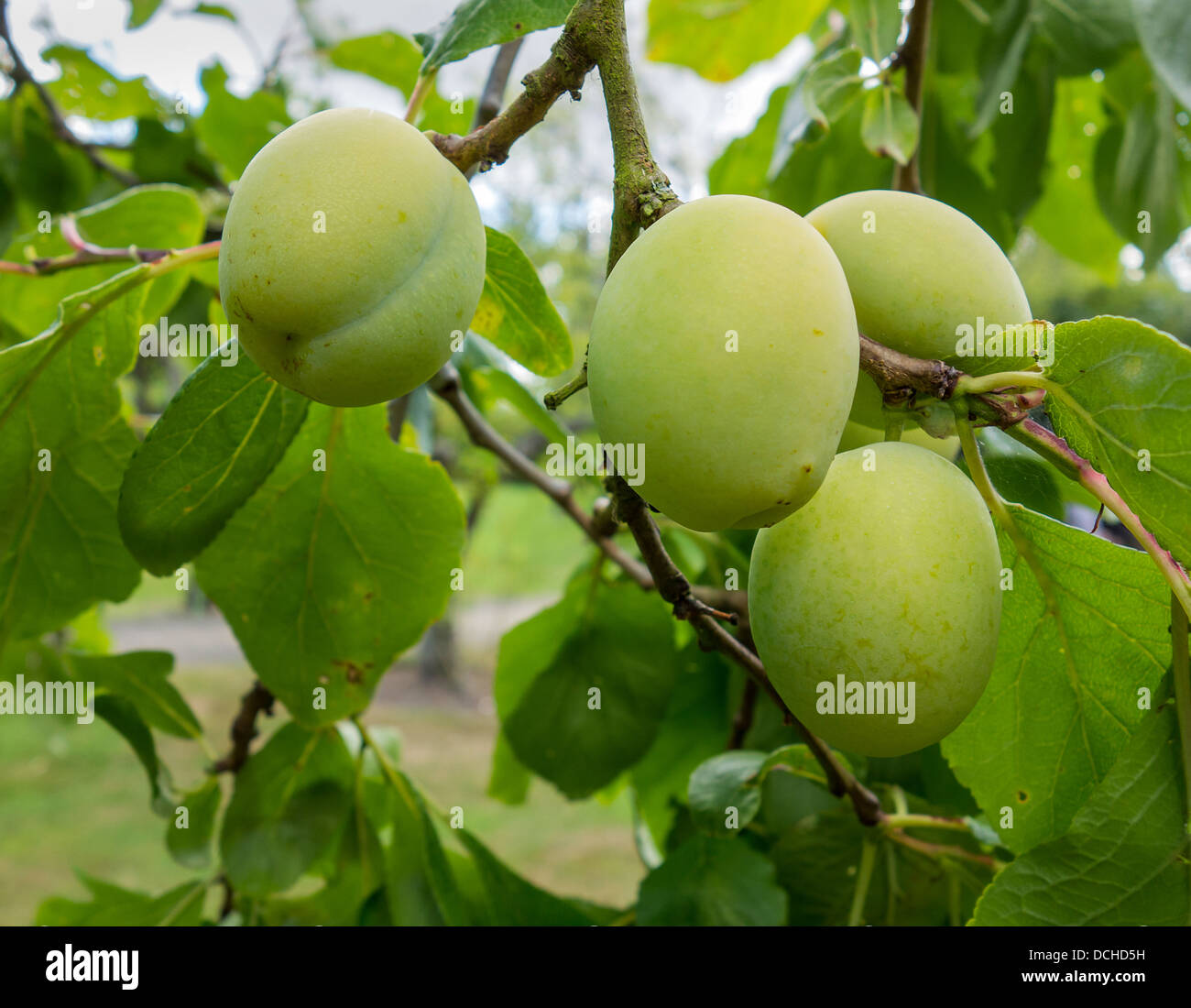 Greengage Plum Greengages Plums Fruit Tree Stock Photo