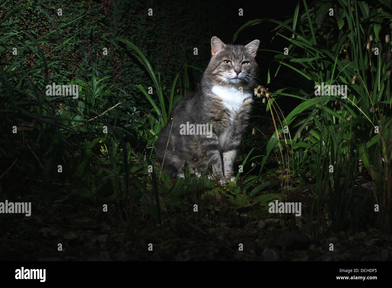 Grey cat in garden at night Stock Photo - Alamy